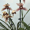 cymbidium Dr